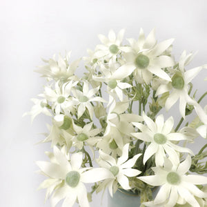 Flannel Flower Stem