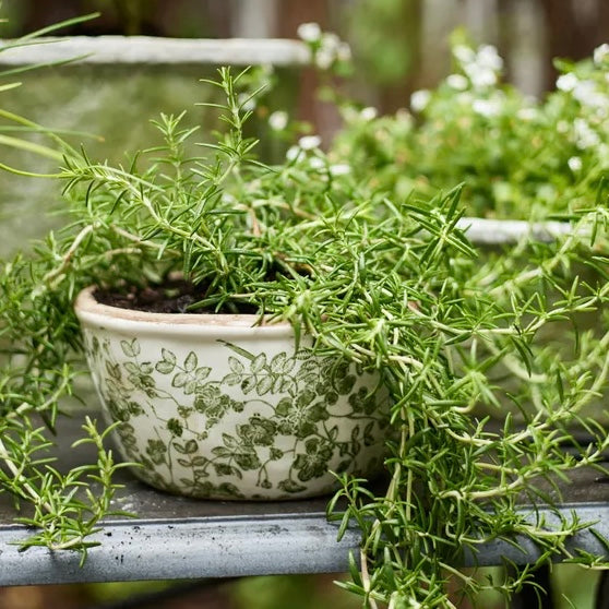 Botanical Squat Pot