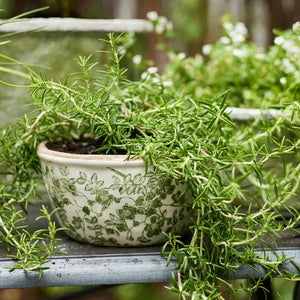 Botanical Squat Pot